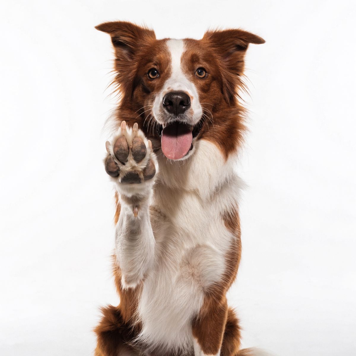 Red and white border collie holding a paw up to the camera, tongue out
