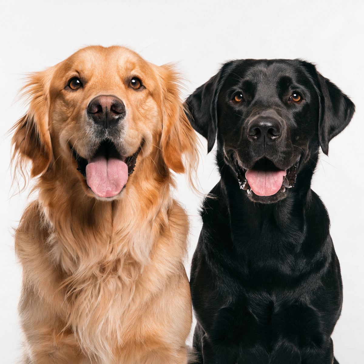 Golden retriever and black labrador sitting side by side, both grinning
