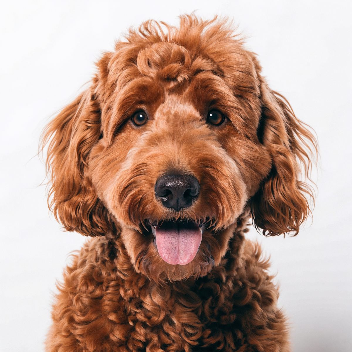 Red curly-coated doodle grinning with its tongue out