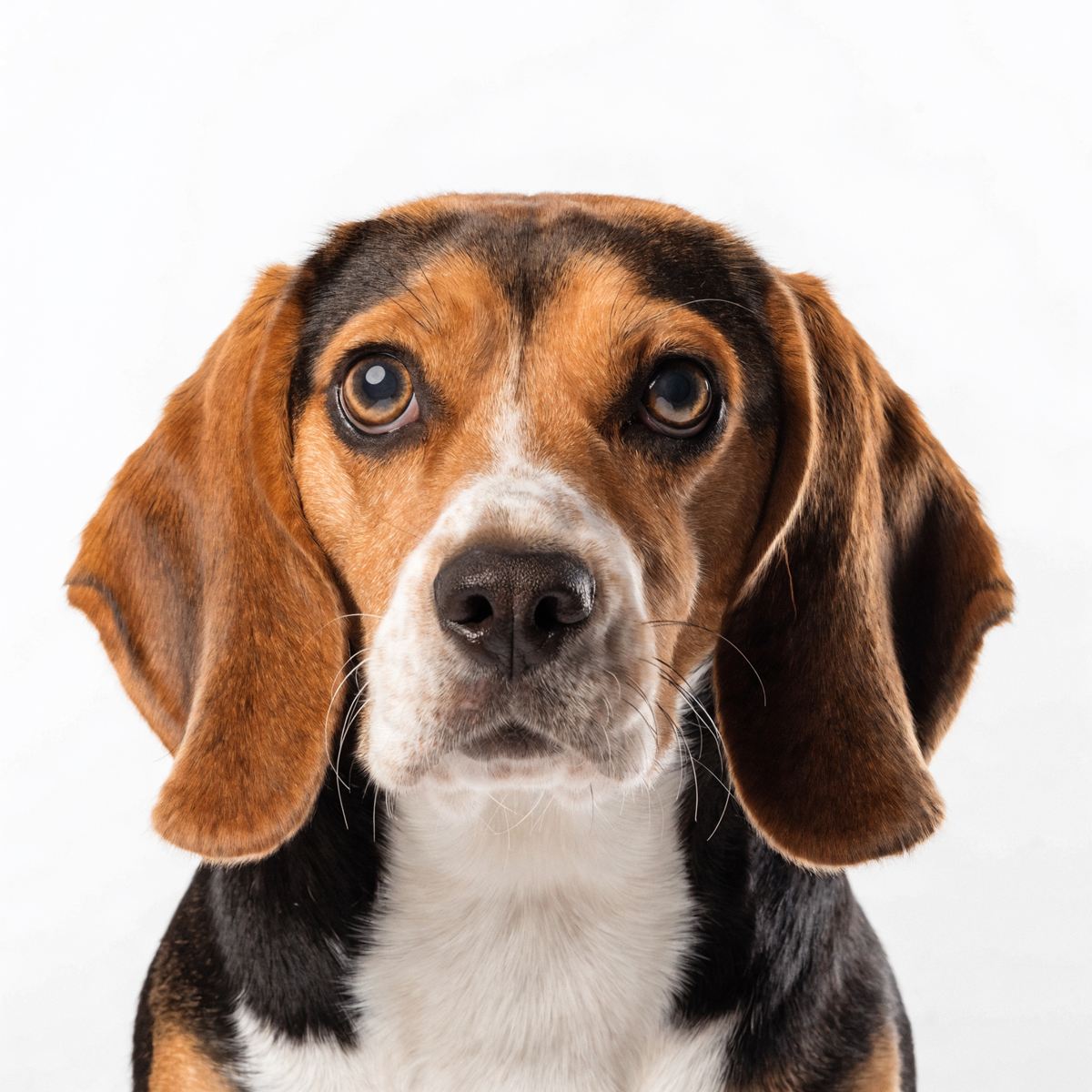 Tricolour beagle looking up at the camera with big brown eyes